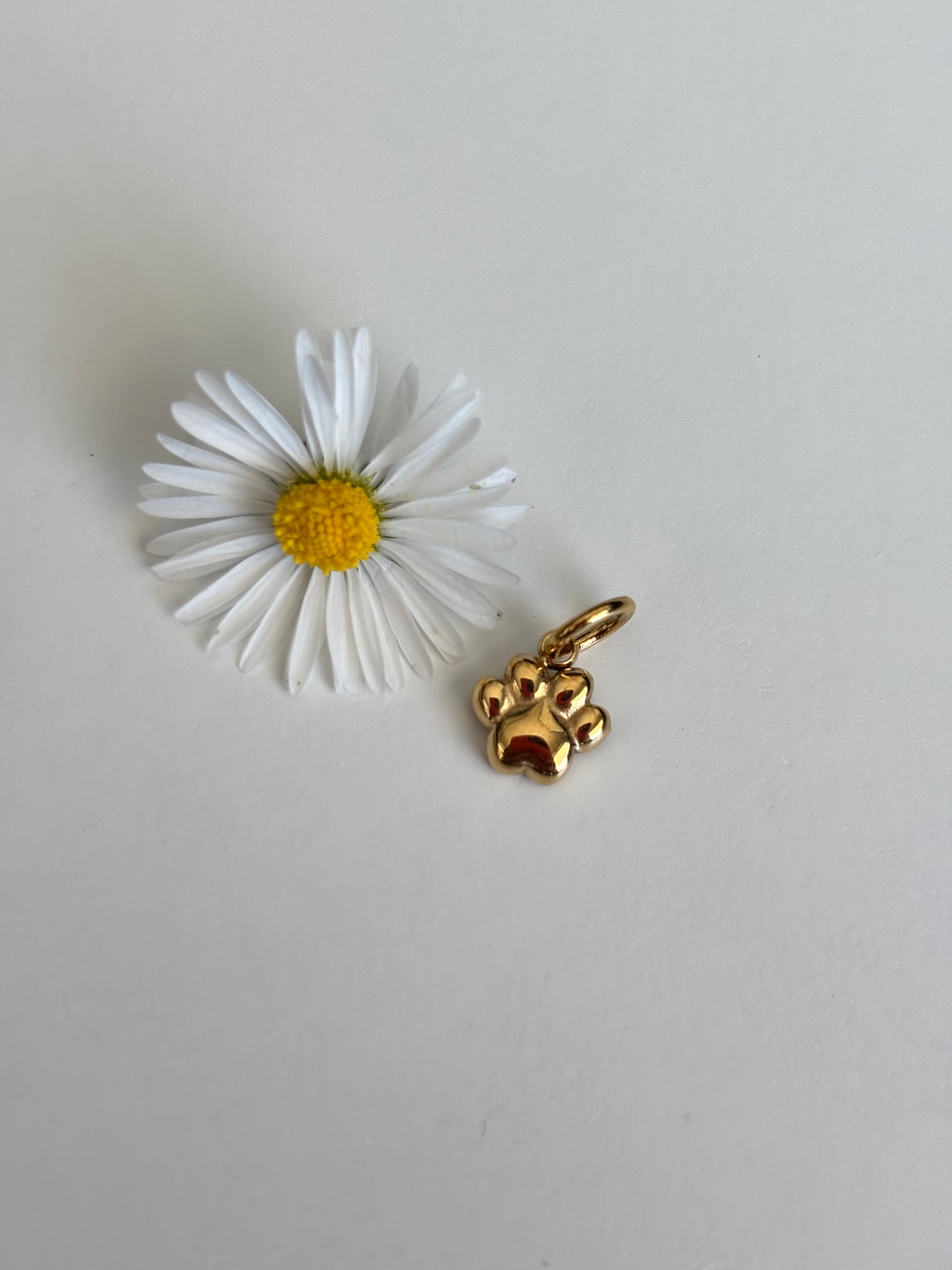 Charm Zampetta