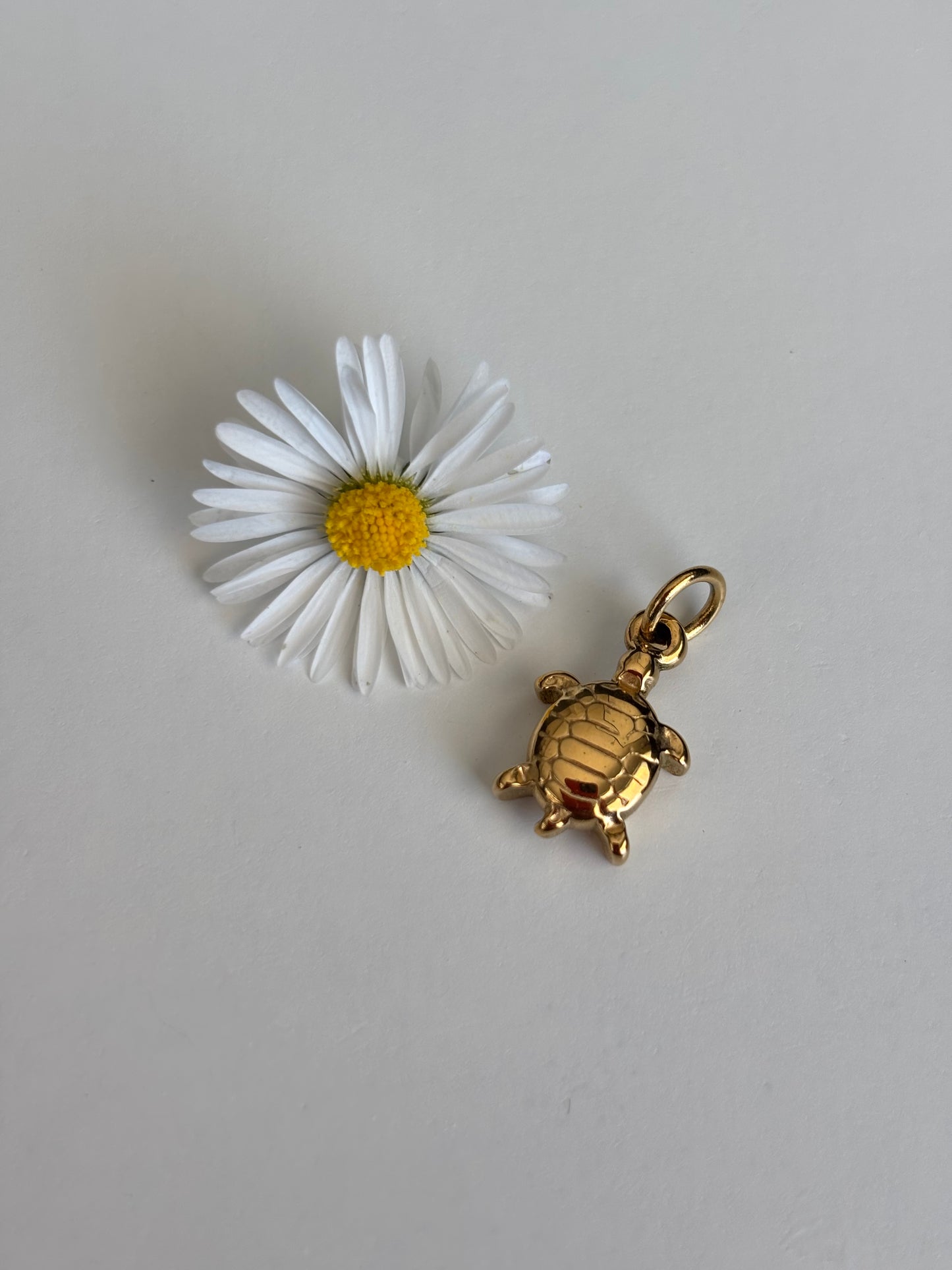 Charm Tartarughina
