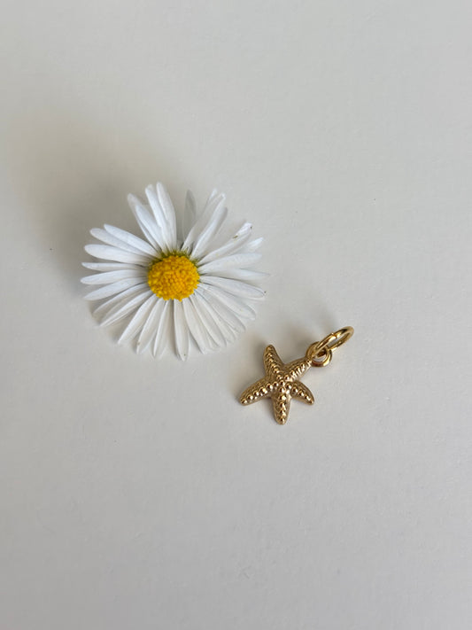 Charm Stella marina